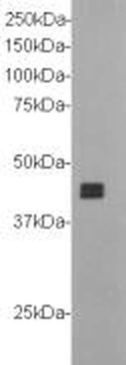Invitrogen CD304 (Neuropilin-1) Monoclonal Antibody (A3-D1) 100 &mu;L;