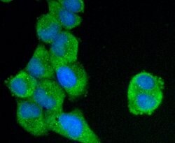 Invitrogen C19orf35 Monoclonal Antibody (3-B7-G3) 100 &mu;L; Unconjugated:Antibodies,