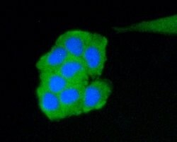 Invitrogen C19orf35 Monoclonal Antibody (3-B7-G3) 100 &mu;L; Unconjugated:Antibodies,
