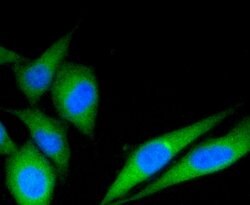 Invitrogen C19orf35 Monoclonal Antibody (3-B7-G3) 100 &mu;L; Unconjugated:Antibodies,