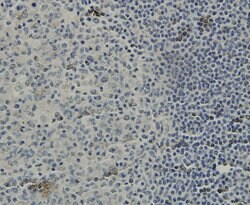 Invitrogen C19orf35 Monoclonal Antibody (3-B7-G3) 100 &mu;L; Unconjugated:Antibodies,