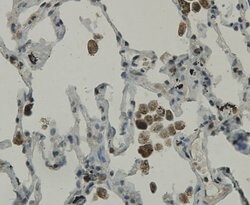 Invitrogen C19orf35 Monoclonal Antibody (3-B7-G3) 100 &mu;L; Unconjugated:Antibodies,