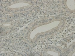 Invitrogen C19orf35 Monoclonal Antibody (3-B7-G3) 100 &mu;L; Unconjugated:Antibodies,