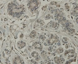Invitrogen C19orf35 Monoclonal Antibody (3-B7-G3) 100 &mu;L; Unconjugated:Antibodies,