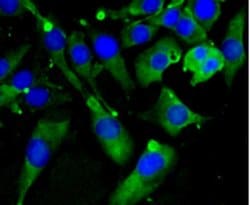 Invitrogen C9orf126 Monoclonal Antibody (7-A4) 100 &mu;L; Unconjugated:Antibodies,