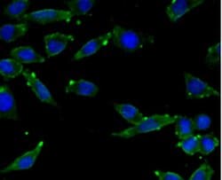 Invitrogen C9orf126 Monoclonal Antibody (7-A4) 100 &mu;L; Unconjugated:Antibodies,