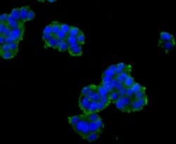 Invitrogen C9orf126 Monoclonal Antibody (7-A4) 100 &mu;L; Unconjugated:Antibodies,