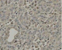 Invitrogen C9orf126 Monoclonal Antibody (7-A4) 100 &mu;L; Unconjugated:Antibodies,