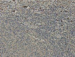 Invitrogen C9orf126 Monoclonal Antibody (7-A4) 100 &mu;L; Unconjugated:Antibodies,