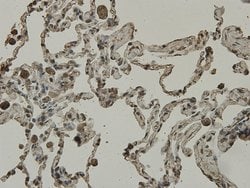 Invitrogen C9orf126 Monoclonal Antibody (7-A4) 100 &mu;L; Unconjugated:Antibodies,