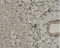 Invitrogen C9orf126 Monoclonal Antibody (7-A4) 100 &mu;L; Unconjugated:Antibodies,