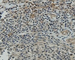 Invitrogen CCDC51 Monoclonal Antibody (A8-F4-D1) 100 &mu;L; Unconjugated:Antibodies,