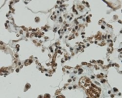 Invitrogen CCDC51 Monoclonal Antibody (A8-F4-D1) 100 &mu;L; Unconjugated:Antibodies,