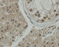 Invitrogen CCDC51 Monoclonal Antibody (A8-F4-D1) 100 &mu;L; Unconjugated:Antibodies,