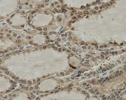 Invitrogen CCDC51 Monoclonal Antibody (A8-F4-D1) 100 &mu;L; Unconjugated:Antibodies,