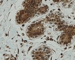 Invitrogen CCDC51 Monoclonal Antibody (A8-F4-D1) 100 &mu;L; Unconjugated:Antibodies,