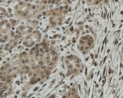 Invitrogen CCDC51 Monoclonal Antibody (A8-F4-D1) 100 &mu;L; Unconjugated:Antibodies,