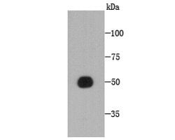 Invitrogen CCDC51 Monoclonal Antibody (A8-F4-D1) 100 &mu;L; Unconjugated:Antibodies,