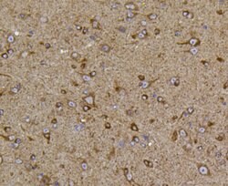 Invitrogen PIEZO1 Monoclonal Antibody (2-10) 100 &mu;L; Unconjugated:Antibodies,