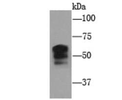 Invitrogen PIEZO1 Monoclonal Antibody (2-10) 100 &mu;L; Unconjugated:Antibodies,