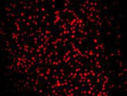 Invitrogen Lass2 Monoclonal Antibody (B3-2) 100 &mu;L; Unconjugated:Antibodies,
