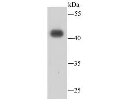 Invitrogen Lass2 Monoclonal Antibody (B3-2) 100 &mu;L; Unconjugated:Antibodies,