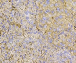 Invitrogen TMEM200A Monoclonal Antibody (4-B3) 100 &mu;L; Unconjugated:Antibodies,