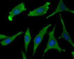 Invitrogen WSCD2 Monoclonal Antibody (9-F3) 100 &mu;L; Unconjugated:Antibodies,