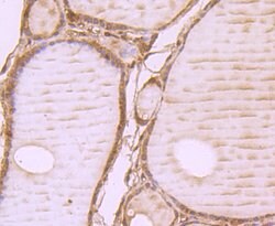 Invitrogen WSCD2 Monoclonal Antibody (9-F3) 100 &mu;L; Unconjugated:Antibodies,
