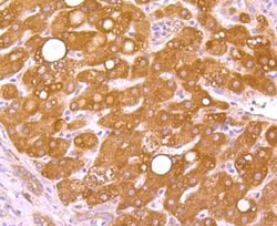 Invitrogen WSCD2 Monoclonal Antibody (9-F3) 100 &mu;L; Unconjugated:Antibodies,