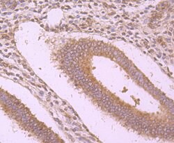 Invitrogen WSCD2 Monoclonal Antibody (9-F3) 100 &mu;L; Unconjugated:Antibodies,
