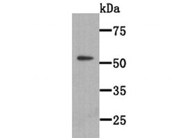 Invitrogen WSCD2 Monoclonal Antibody (9-F3) 100 &mu;L; Unconjugated:Antibodies,