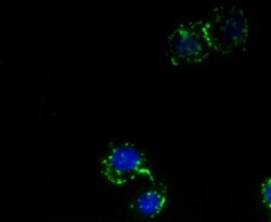 Invitrogen GRAMD1A Monoclonal Antibody (1-E4) 100 &mu;L | Buy Online | Invitrogen&trade; | Fisher Scientific