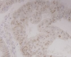 Invitrogen GRAMD1A Monoclonal Antibody (1-E4) 100 &mu;L | Buy Online | Invitrogen&trade; | Fisher Scientific