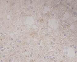 Invitrogen GRAMD1A Monoclonal Antibody (1-E4) 100 &mu;L | Buy Online | Invitrogen&trade; | Fisher Scientific