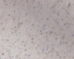 Invitrogen GRAMD1A Monoclonal Antibody (1-E4) 100 &mu;L | Buy Online | Invitrogen&trade; | Fisher Scientific