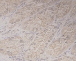 Invitrogen GRAMD1A Monoclonal Antibody (1-E4) 100 &mu;L | Buy Online | Invitrogen&trade; | Fisher Scientific