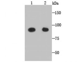Invitrogen GRAMD1A Monoclonal Antibody (1-E4) 100 &mu;L | Buy Online | Invitrogen&trade; | Fisher Scientific