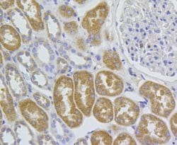 Invitrogen MROH7 Monoclonal Antibody (A5-D4-A6) 100 &mu;L; Unconjugated:Antibodies,
