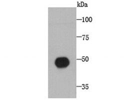 Invitrogen MROH7 Monoclonal Antibody (A5-D4-A6) 100 &mu;L; Unconjugated:Antibodies,
