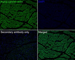 Invitrogen alpha-Cardiac Actin Monoclonal Antibody (33-32) 100 &mu;L; Unconjugated:Antibodies,