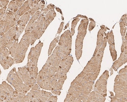 Invitrogen alpha-Cardiac Actin Monoclonal Antibody (33-32) 100 &mu;L; Unconjugated:Antibodies,