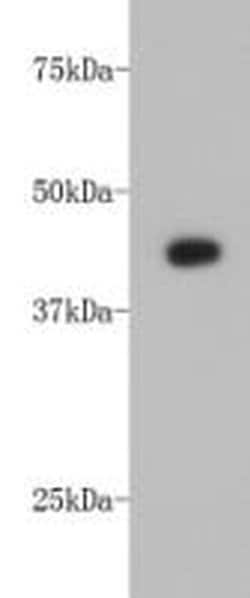 Invitrogen alpha-Cardiac Actin Monoclonal Antibody (33-32) 100 &mu;L; Unconjugated:Antibodies,