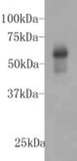 Invitrogen KIAA0100 Monoclonal Antibody (A0-F3) 100 &mu;L | Buy Online | Invitrogen&trade; | Fisher Scientific