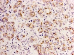 Invitrogen ID2 Monoclonal Antibody (A4-D4) 100 &mu;L; Unconjugated:Antibodies,