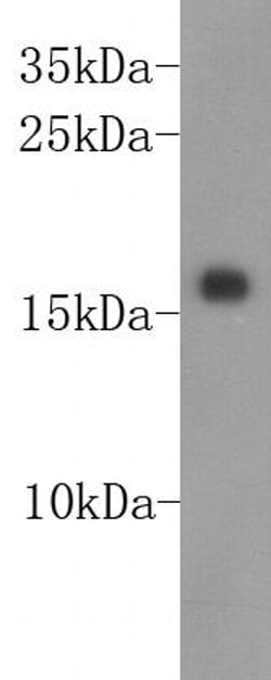 Invitrogen ID2 Monoclonal Antibody (A4-D4) 100 &mu;L; Unconjugated:Antibodies,