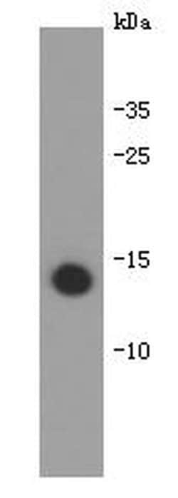Invitrogen IL-31 Monoclonal Antibody (B7-B0) 100 &mu;L; Unconjugated:Antibodies,