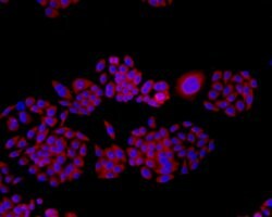 Invitrogen TMEM177 Monoclonal Antibody (A6-A11-9) 100 &mu;L | Buy Online | Invitrogen&trade; | Fisher Scientific