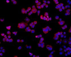 Invitrogen TMEM177 Monoclonal Antibody (A6-A11-9) 100 &mu;L | Buy Online | Invitrogen&trade; | Fisher Scientific