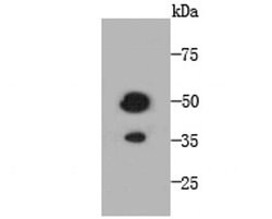 Invitrogen TMEM177 Monoclonal Antibody (A6-A11-9) 100 &mu;L | Buy Online | Invitrogen&trade; | Fisher Scientific